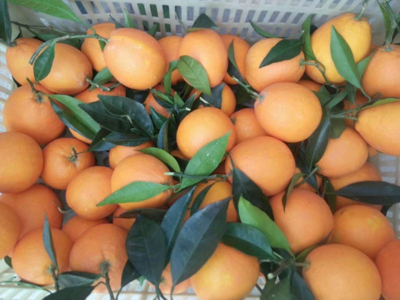 橙子常年代购代卖各种橙子品种，市场下货量大