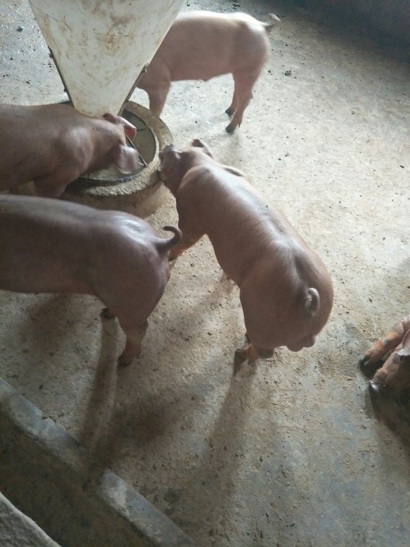 杜洛克猪仔，瘦肉型杜洛克猪苗，猪场销售包邮到家