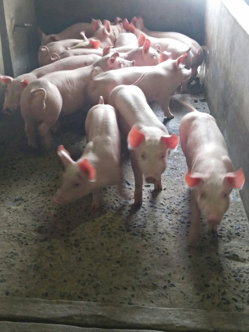 杜洛克猪仔，瘦肉型杜洛克猪苗，猪场销售包邮到家