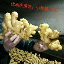 大黄姜，368姜种，代存代收，产地直销，保质保量