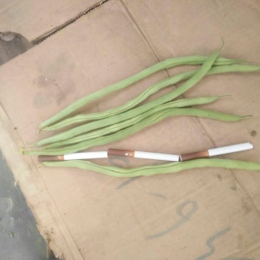 精品无筋豆价格实惠