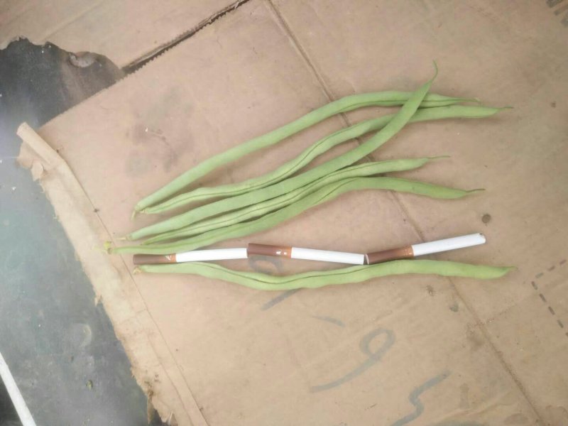 精品无筋豆价格实惠