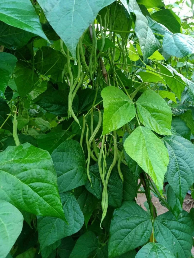 精品无筋豆价格实惠