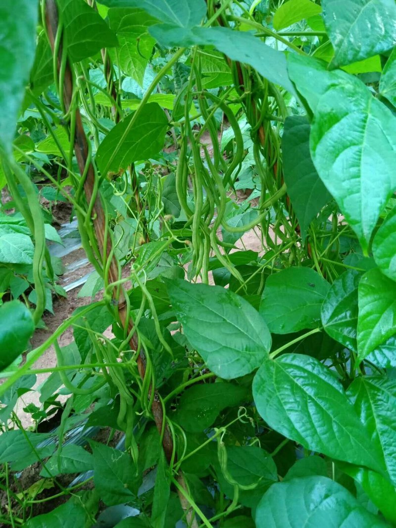 精品无筋豆价格实惠