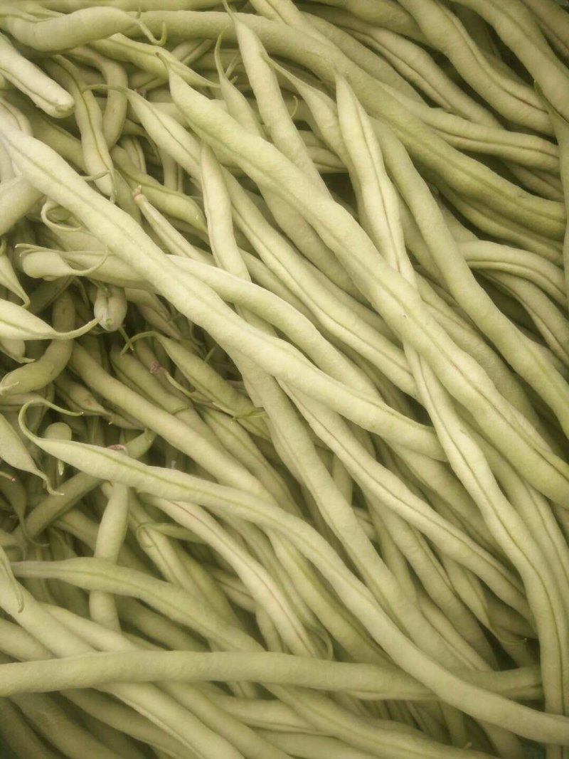 精品无筋豆价格实惠