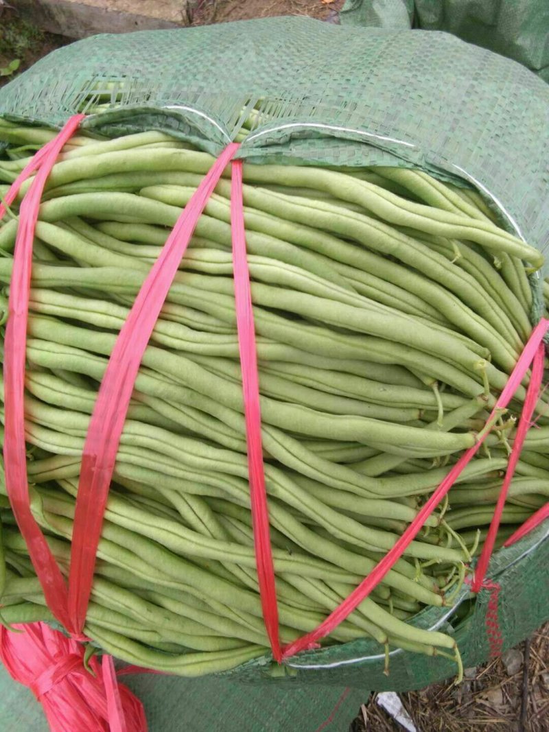 精品无筋豆价格实惠