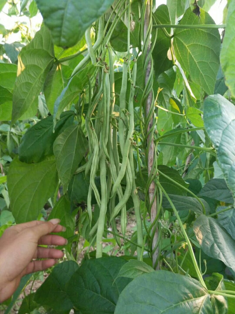 精品无筋豆价格实惠