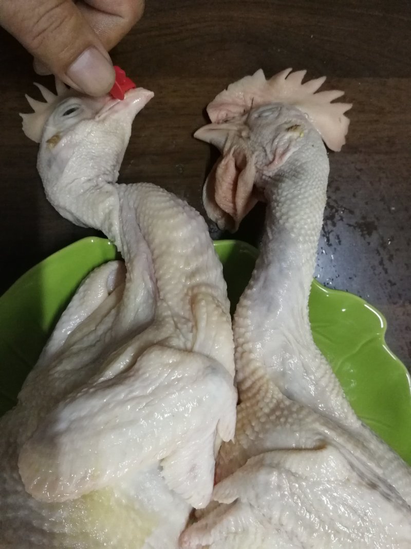 三黄鸡麻鸡矮脚鸡清远鸡广西鸡胡须鸡量大价