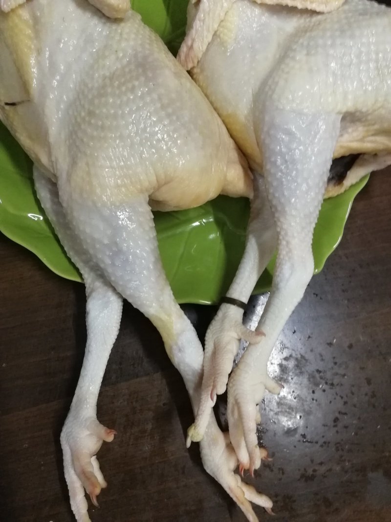 三黄鸡麻鸡矮脚鸡清远鸡广西鸡胡须鸡量大价
