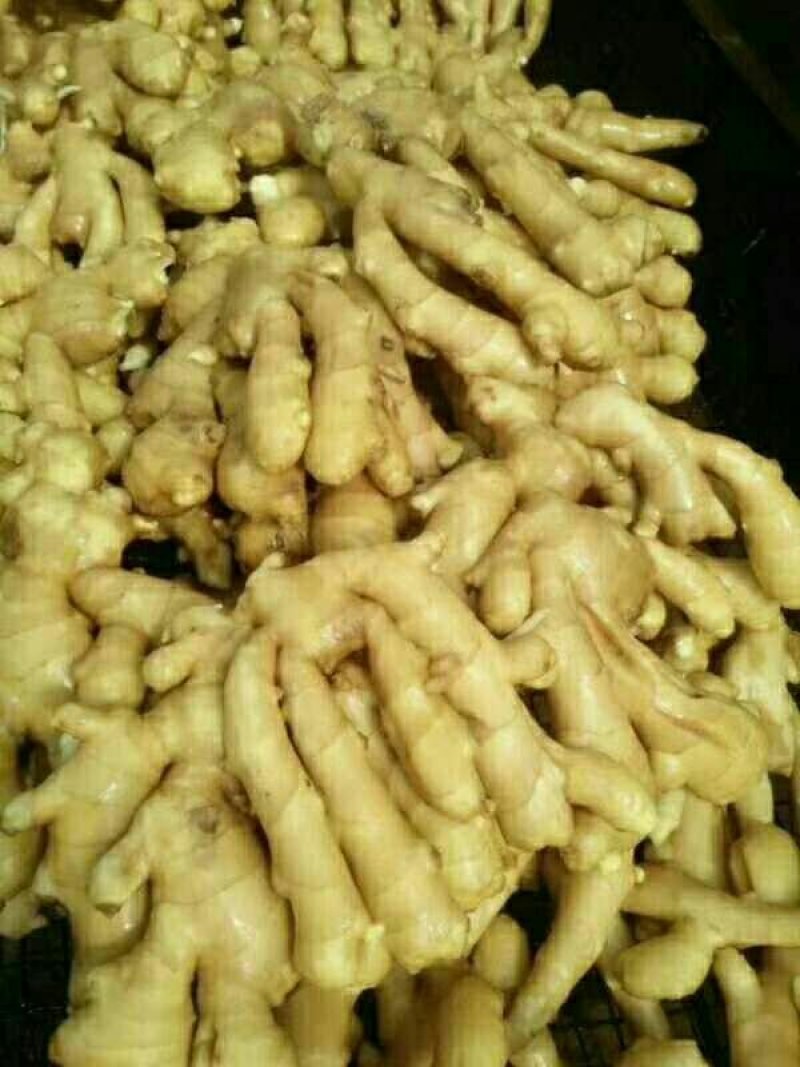小黄姜，常年供应，货源充足，质量保证，随到随装
