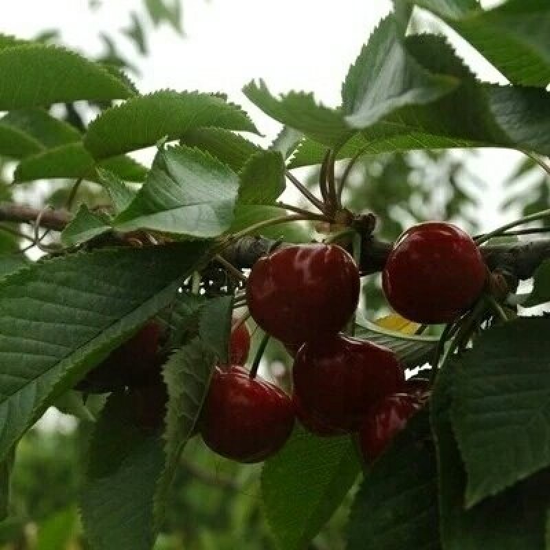 樱桃苗嫁接美早车厘子樱桃树苗地栽果树南方北方种植当年结果