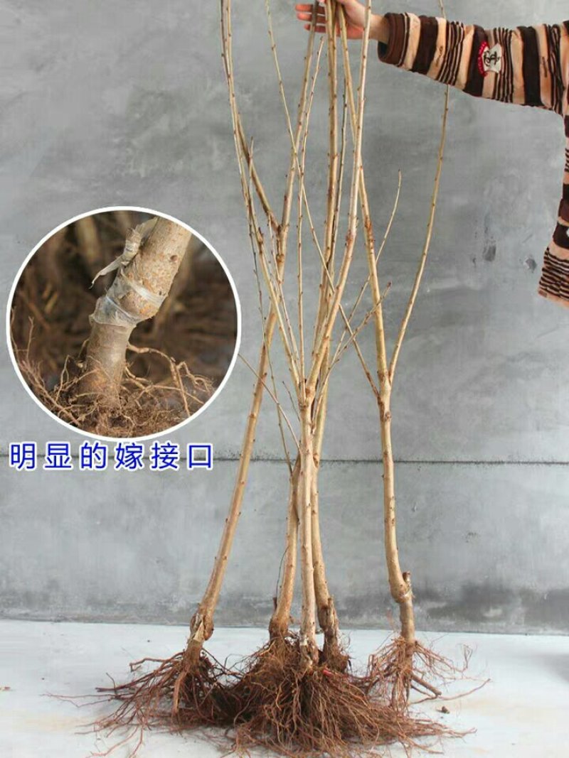 樱桃苗嫁接美早车厘子樱桃树苗地栽果树南方北方种植当年结果