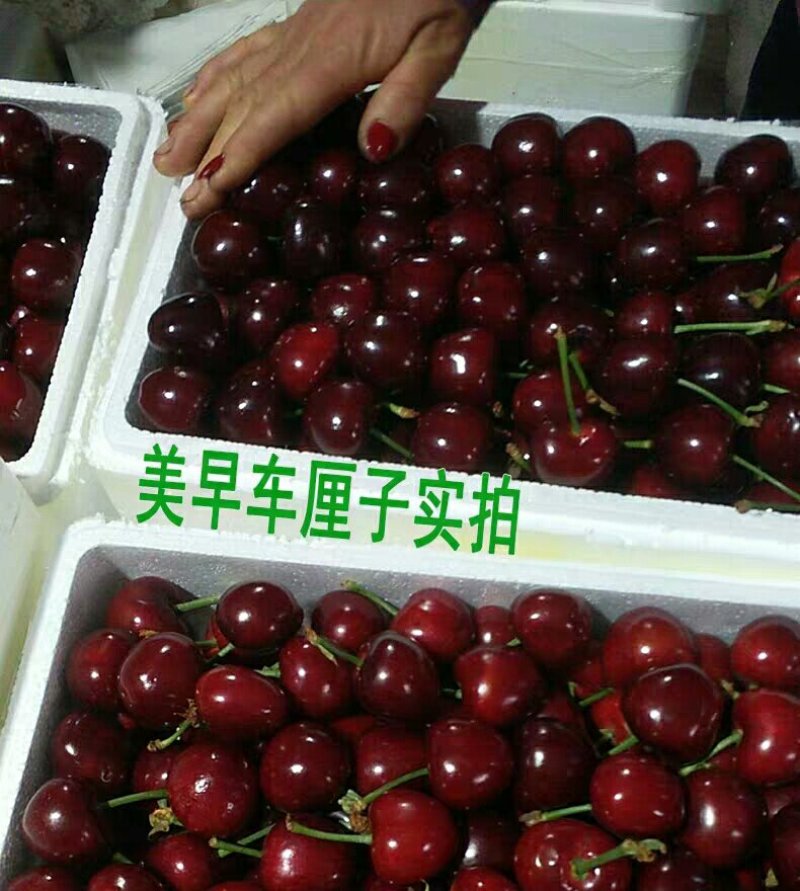 樱桃苗嫁接美早车厘子樱桃树苗地栽果树南方北方种植当年结果