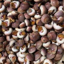红香螺水产贝壳类贝类小船货大豆中豆小豆应有尽有