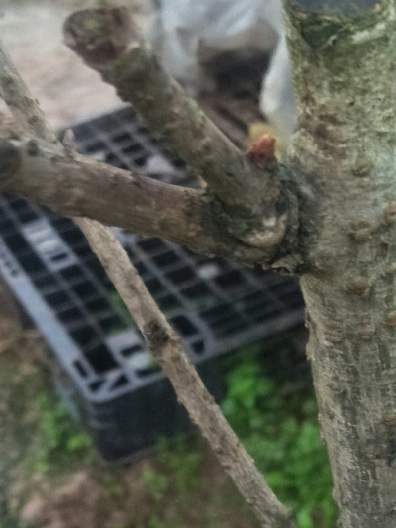 樱花树苗早樱晚樱都有胸径30-150都有