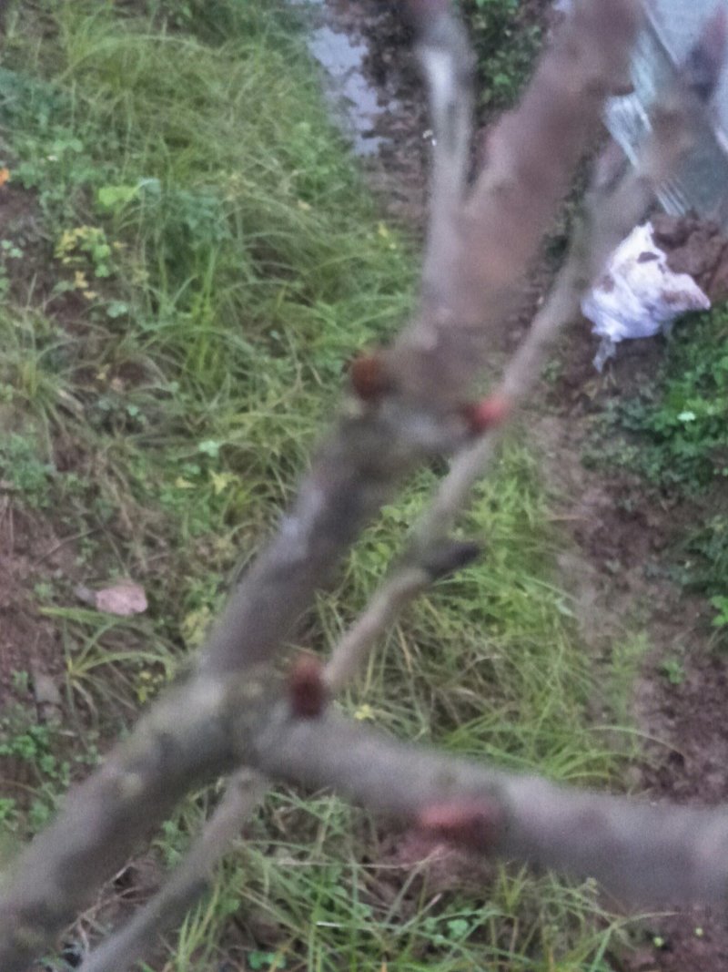 樱花树苗早樱晚樱都有胸径30-150都有