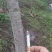 樱花树苗早樱晚樱都有胸径30-150都有