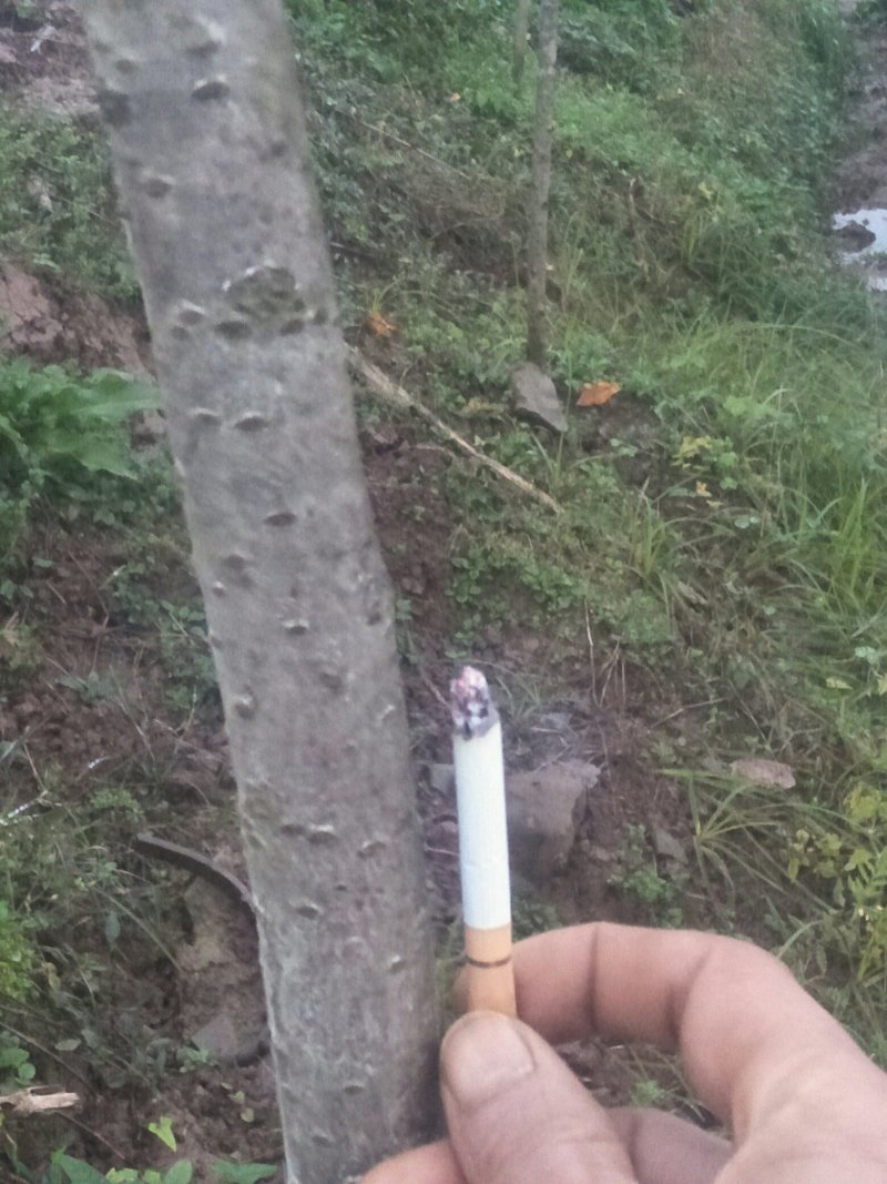 樱花树苗早樱晚樱都有胸径30-150都有