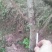 樱花树苗早樱晚樱都有胸径30-150都有