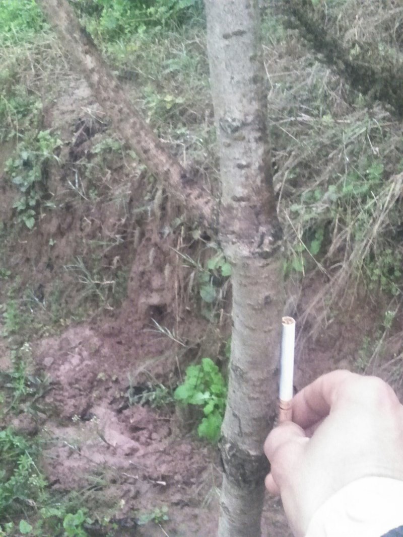 樱花树苗早樱晚樱都有胸径30-150都有