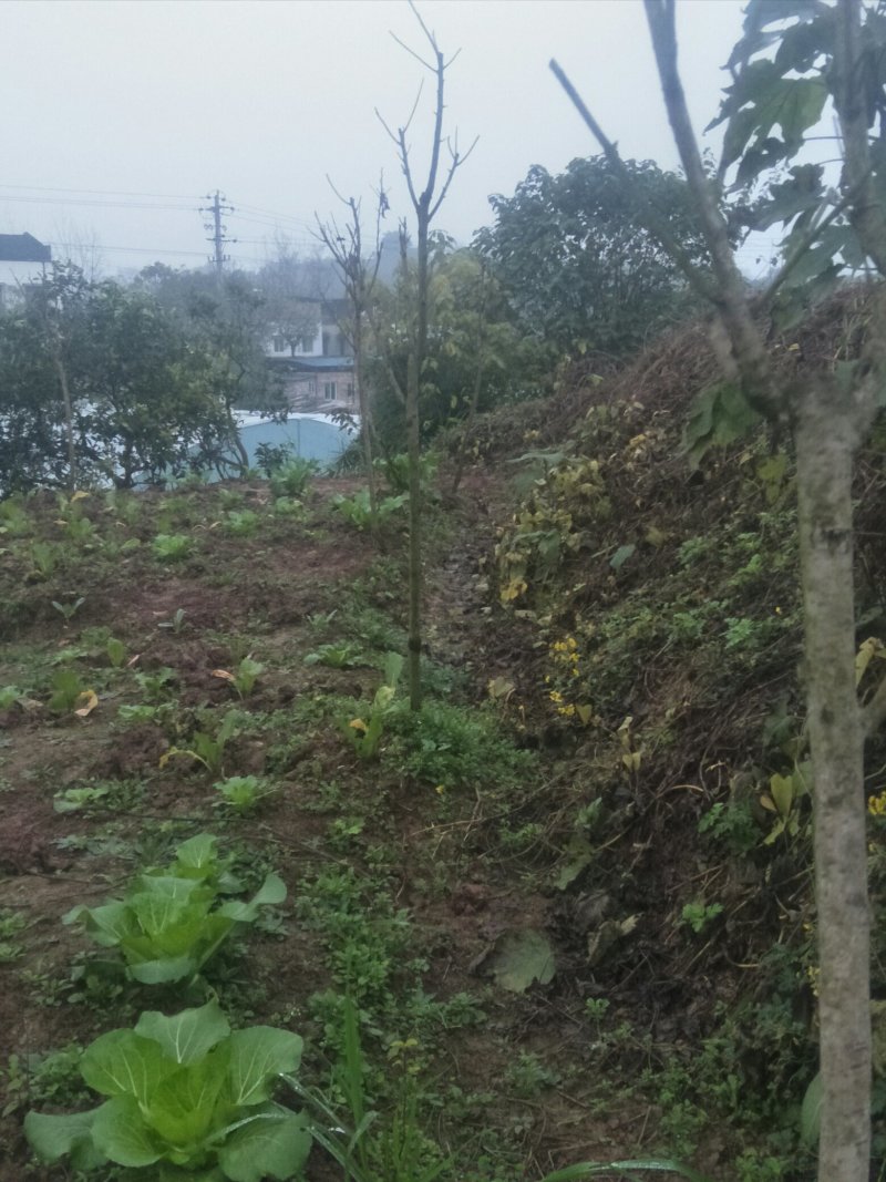 樱花树苗早樱晚樱都有胸径30-150都有