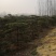工程造型油松