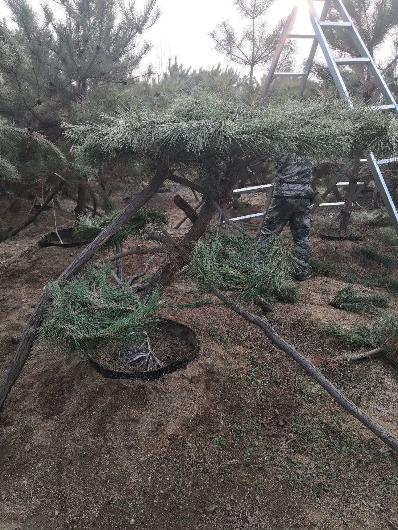 工程造型油松