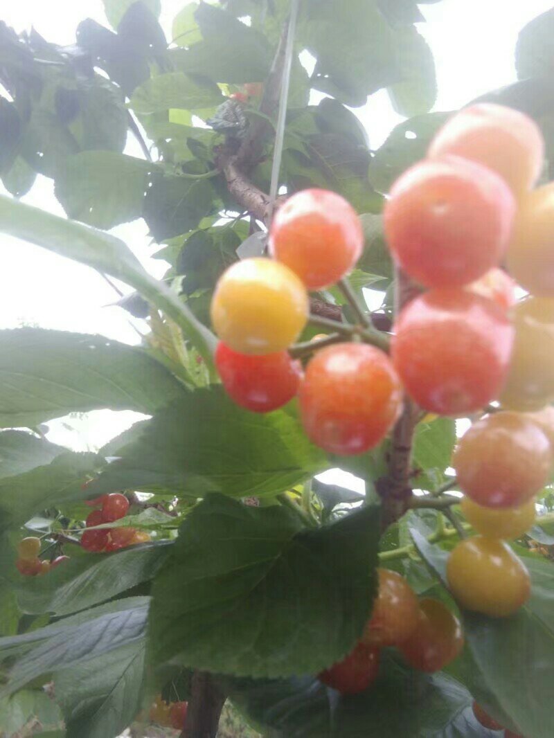中华樱桃苗中国山樱桃苗基地直供苗