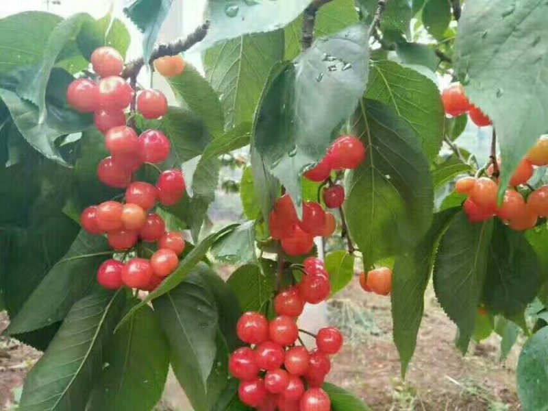 中华樱桃苗中国山樱桃苗基地直供苗