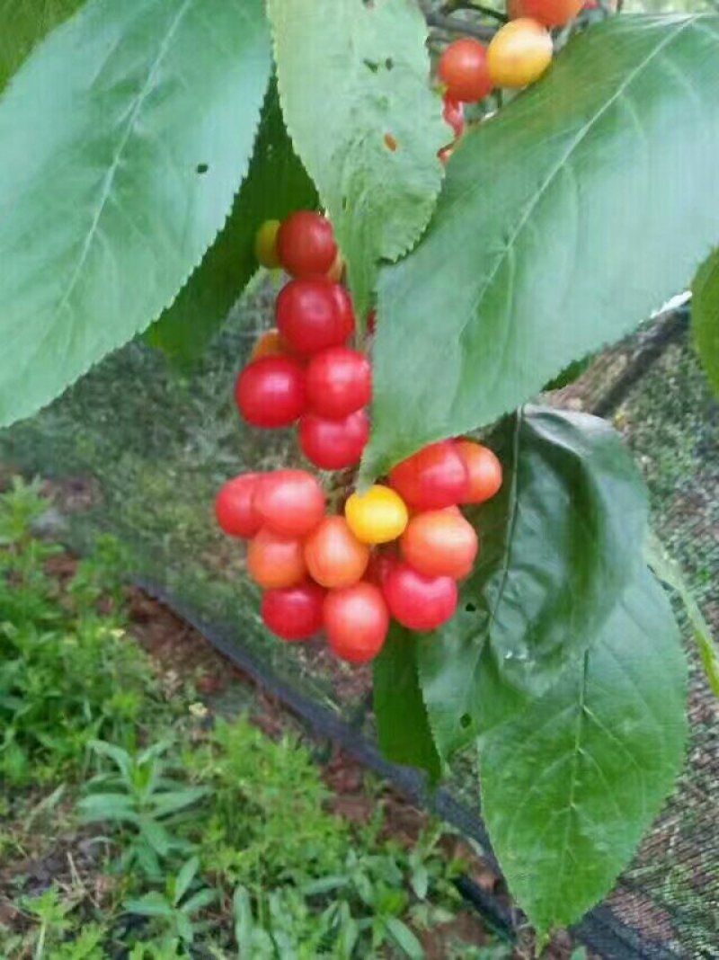 中华樱桃苗中国山樱桃苗基地直供苗