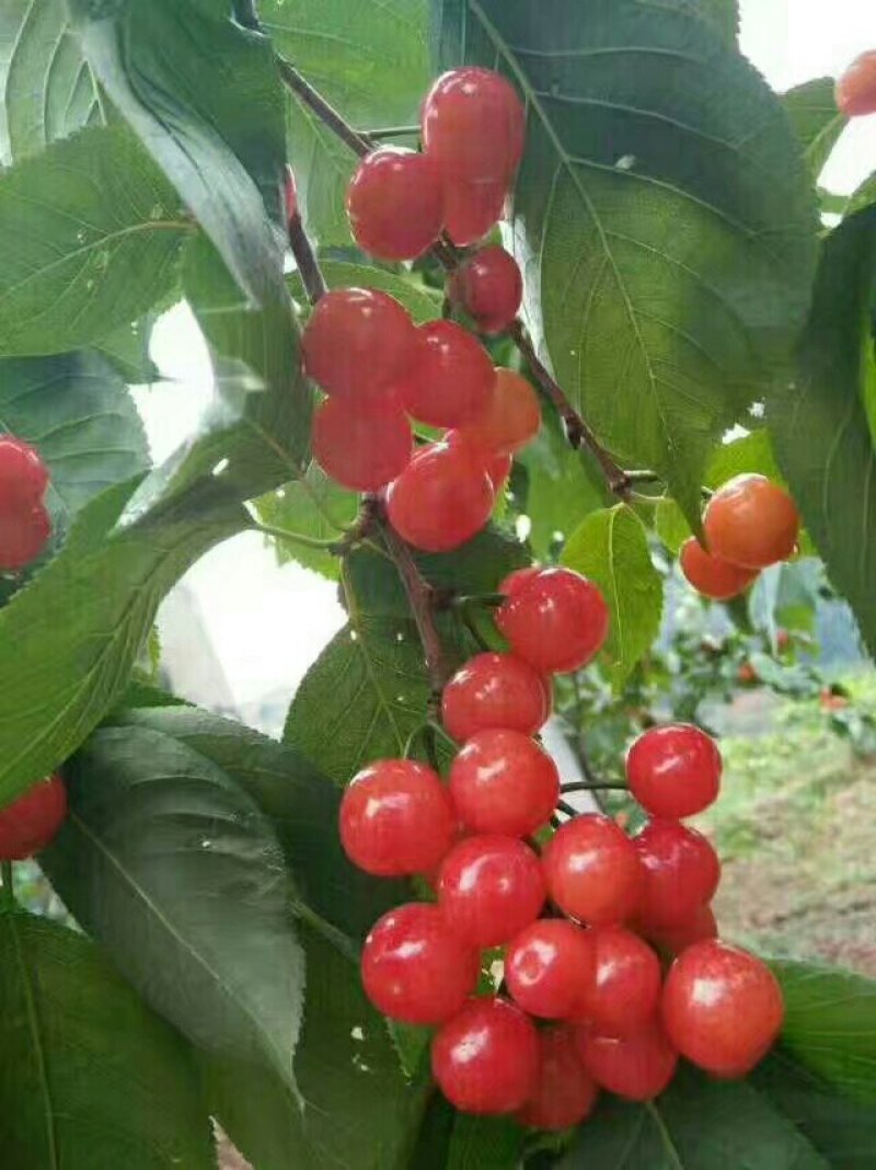 中华樱桃苗中国山樱桃苗基地直供苗