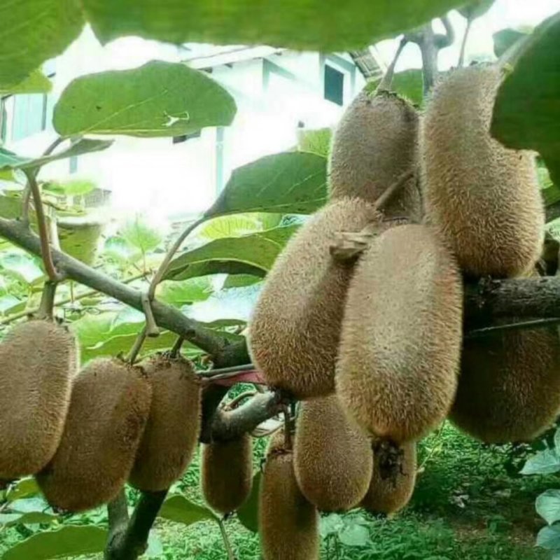 修文猕猴桃。7不够。