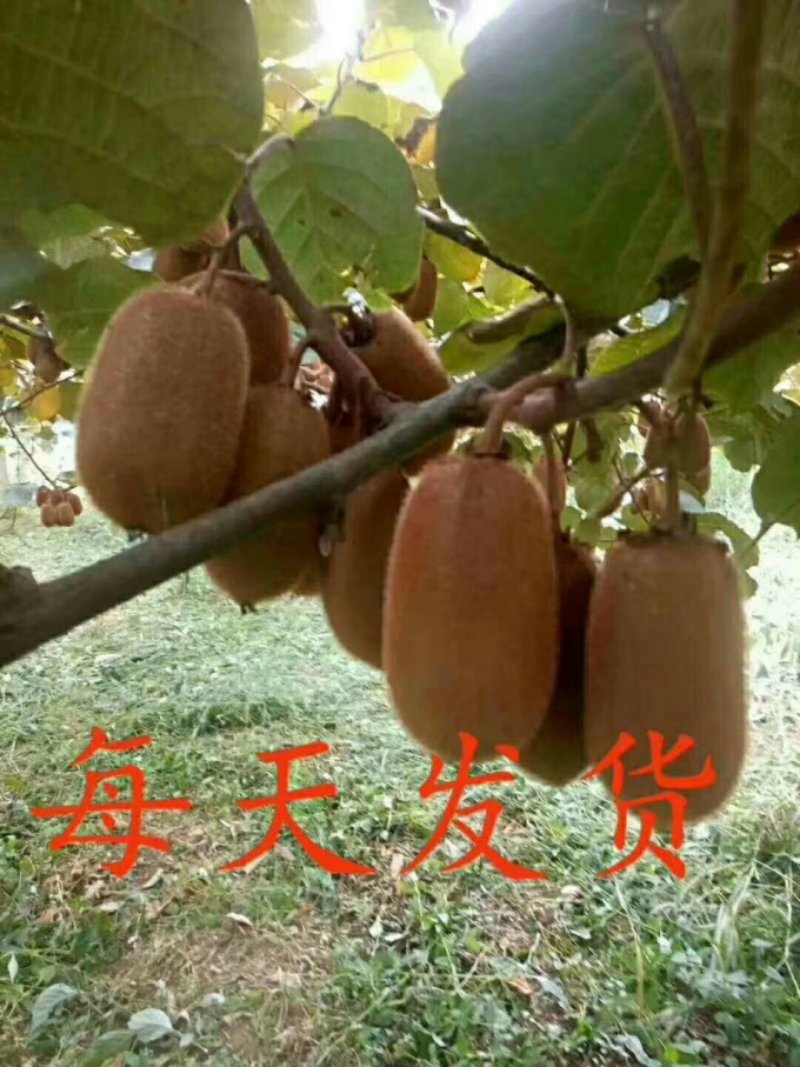 修文猕猴桃。7不够。