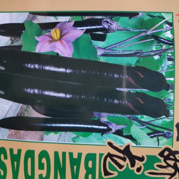 墨娇龙茄子种子中早熟果皮紫色发亮