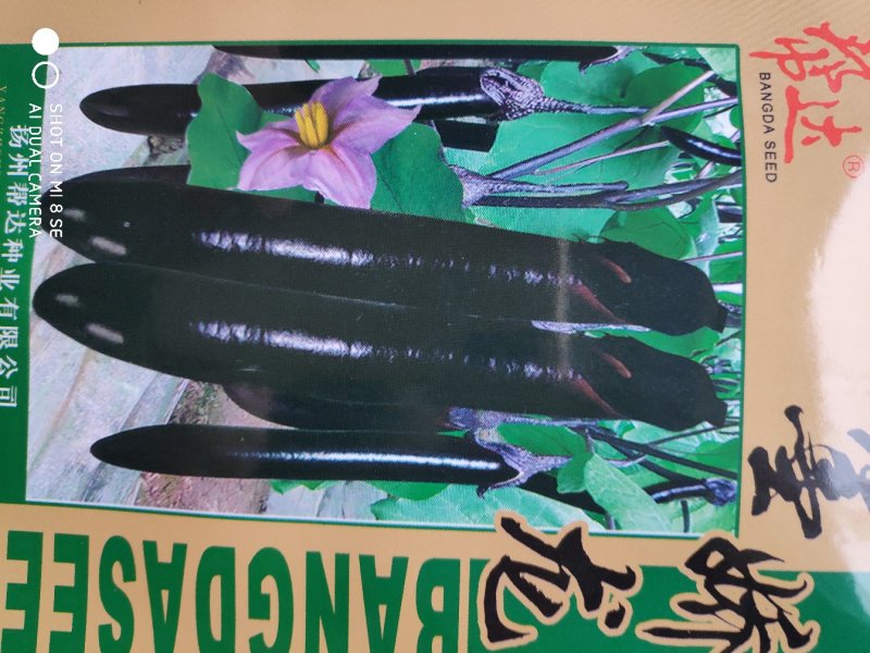 墨娇龙茄子种子中早熟果皮紫色发亮