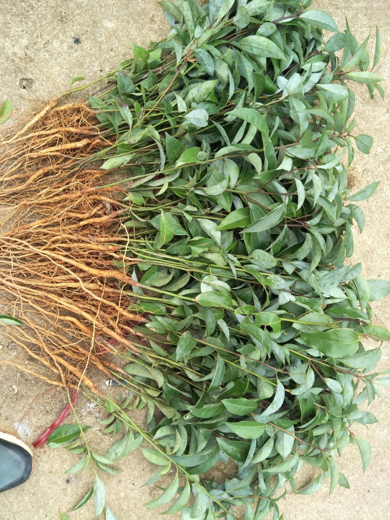 油樟榨油，香樟，绿化苗木