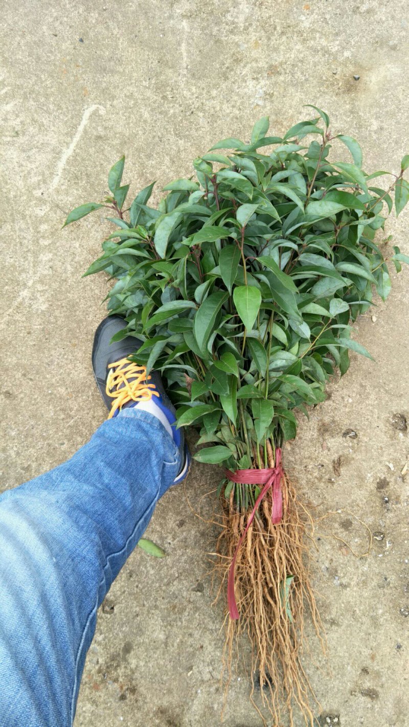 油樟榨油，香樟，绿化苗木
