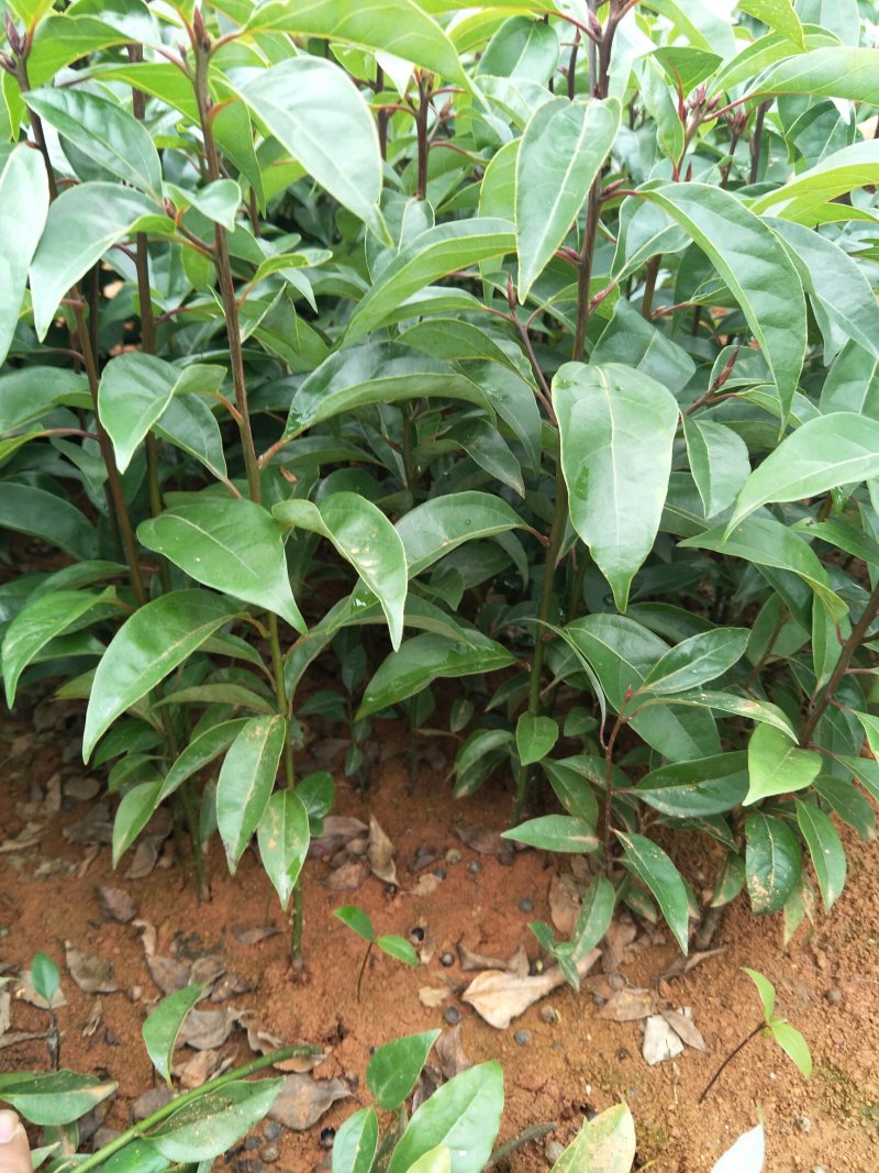 油樟榨油，香樟，绿化苗木