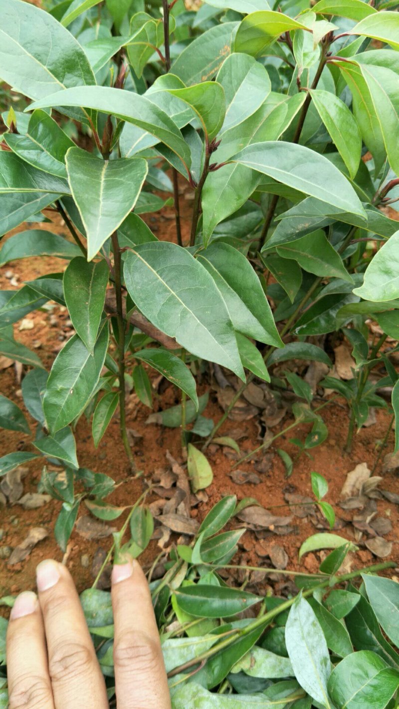 油樟榨油，香樟，绿化苗木