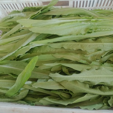 上海青，奶油小白菜，油麦菜