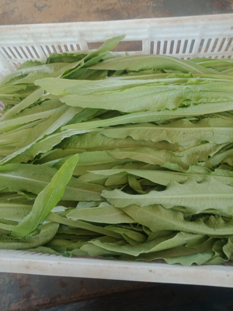 上海青，奶油小白菜，油麦菜