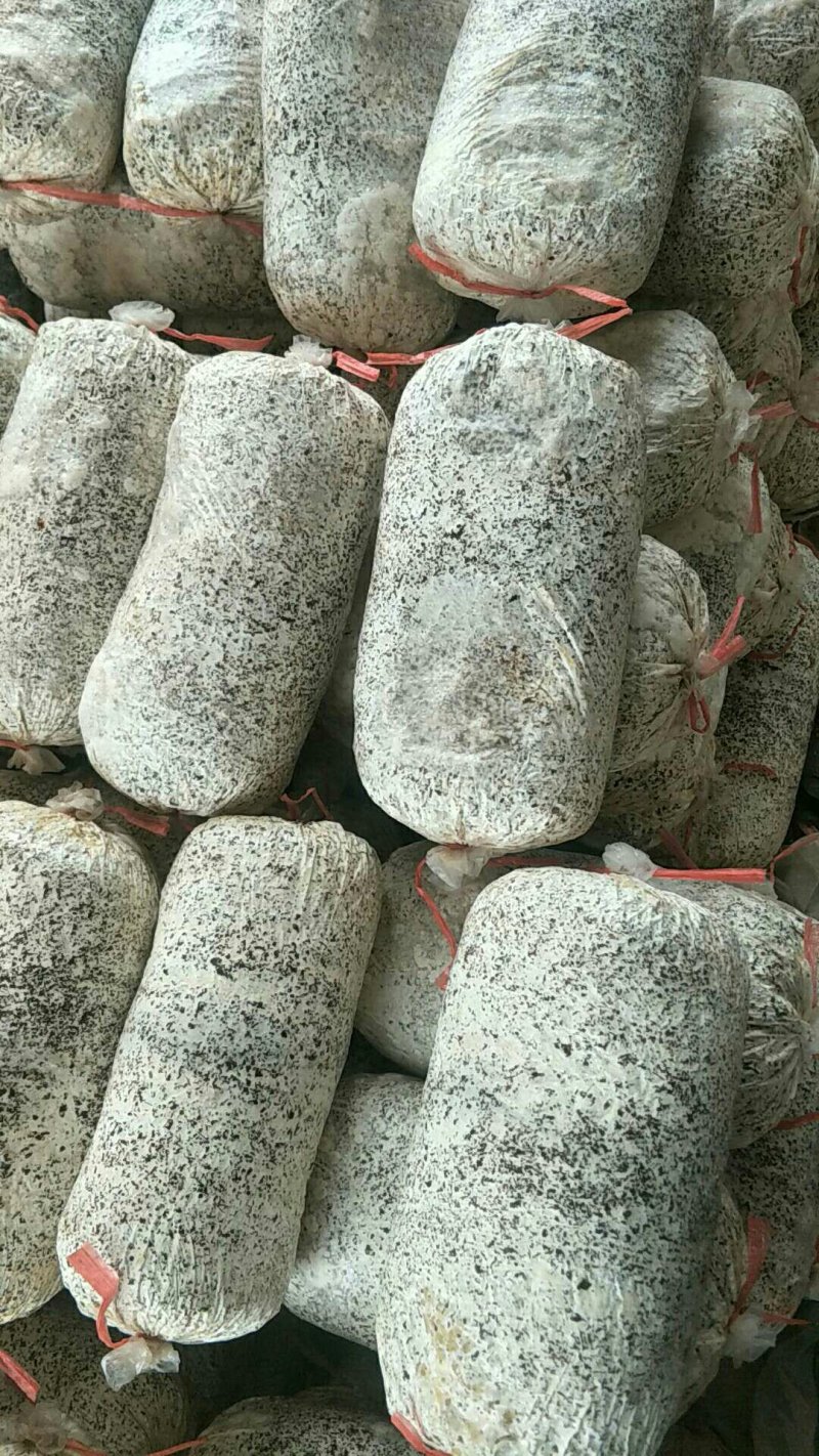 平菇出菇菌棒