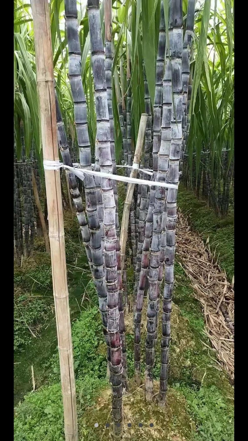 广西黑皮甘蔗