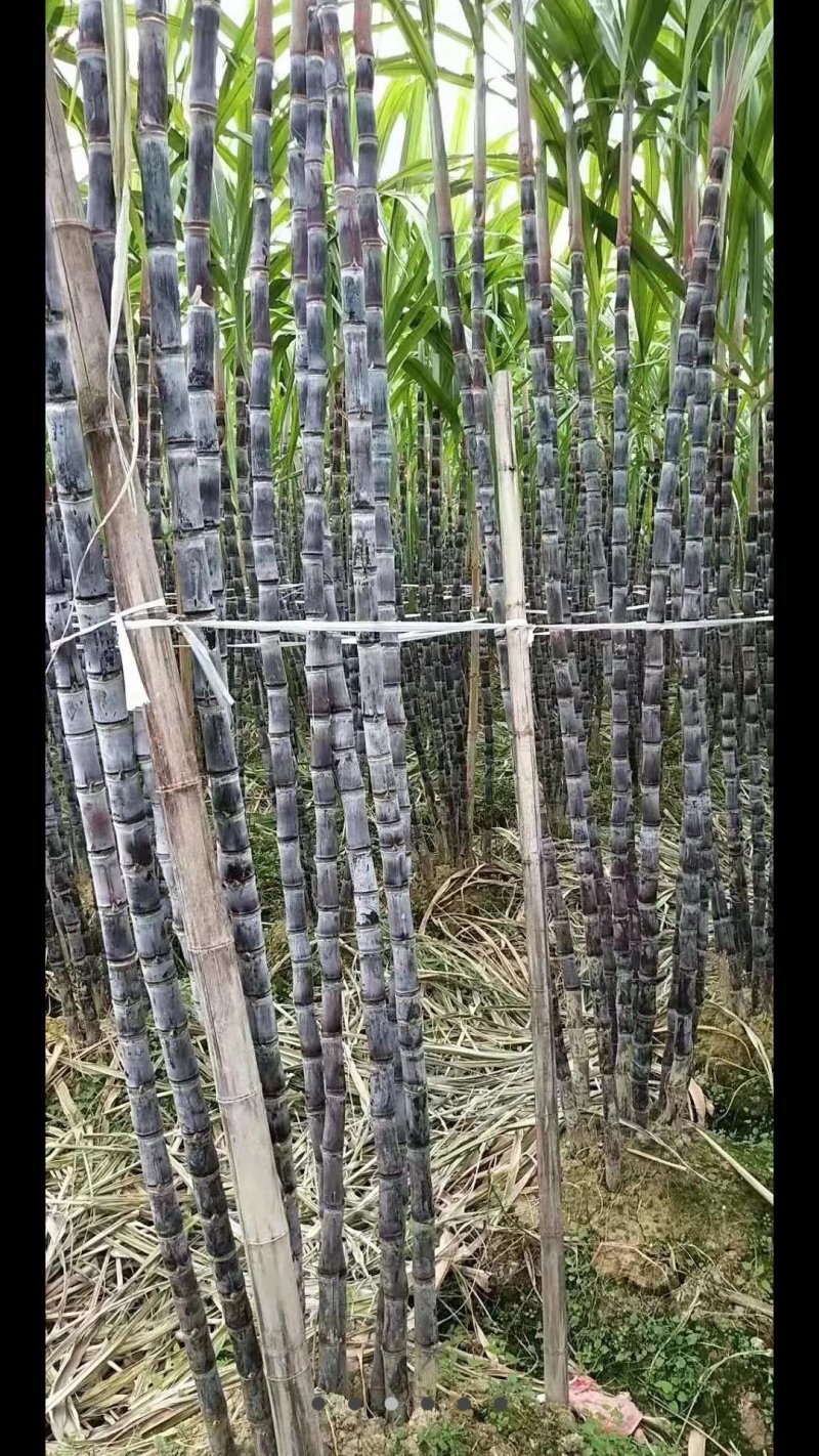 广西黑皮甘蔗