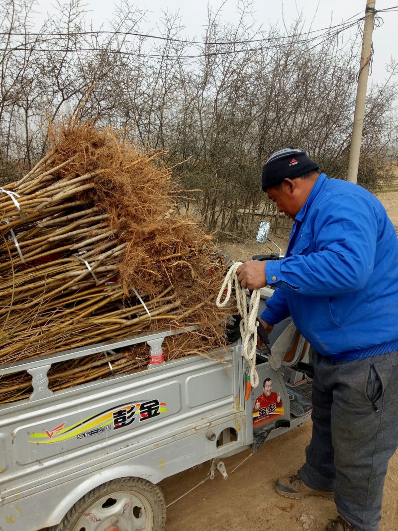 黄金桃树苗，品种齐全价格优惠，油桃苗子品种齐全，