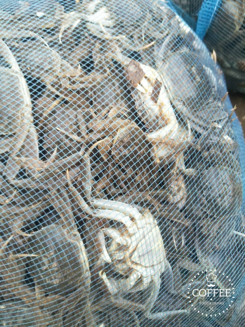 蟹苗