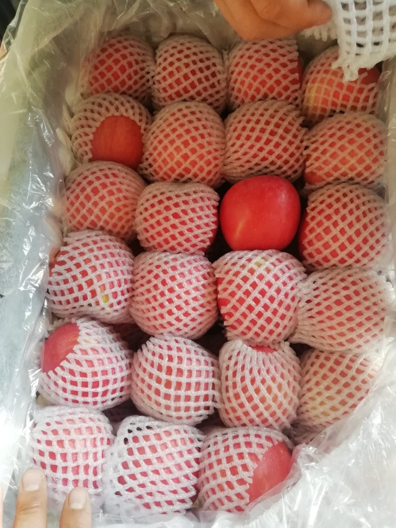 陕西洛川红富士苹果批发，库存纸袋红富士苹果基地，