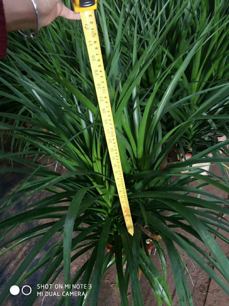 龙血树，三株一盆，品质保证。