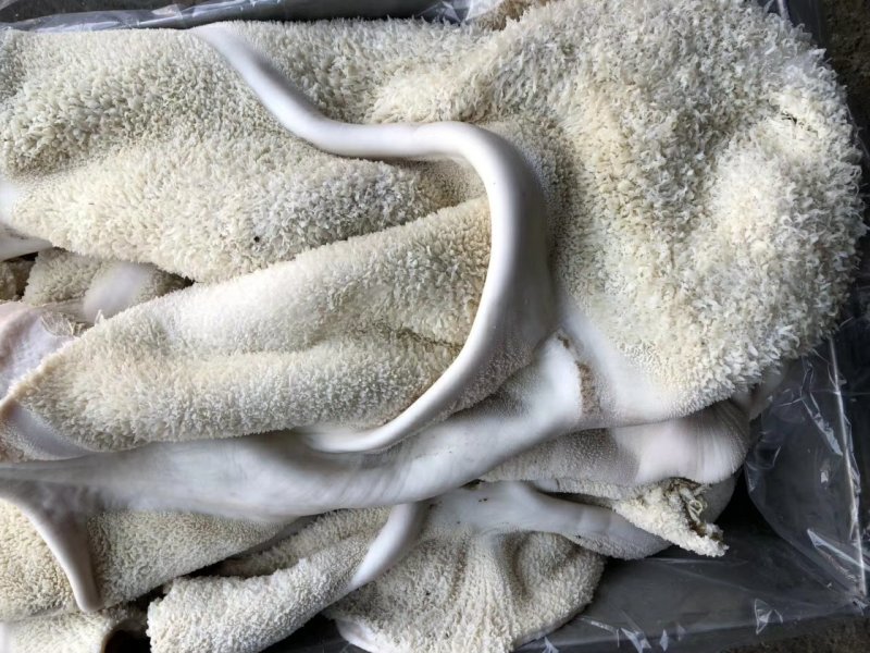 国产纯干半成品牛肚，精修无油