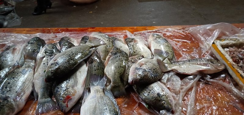 罗非鱼条条1斤2-3匀称罗飞鱼鱼🐠